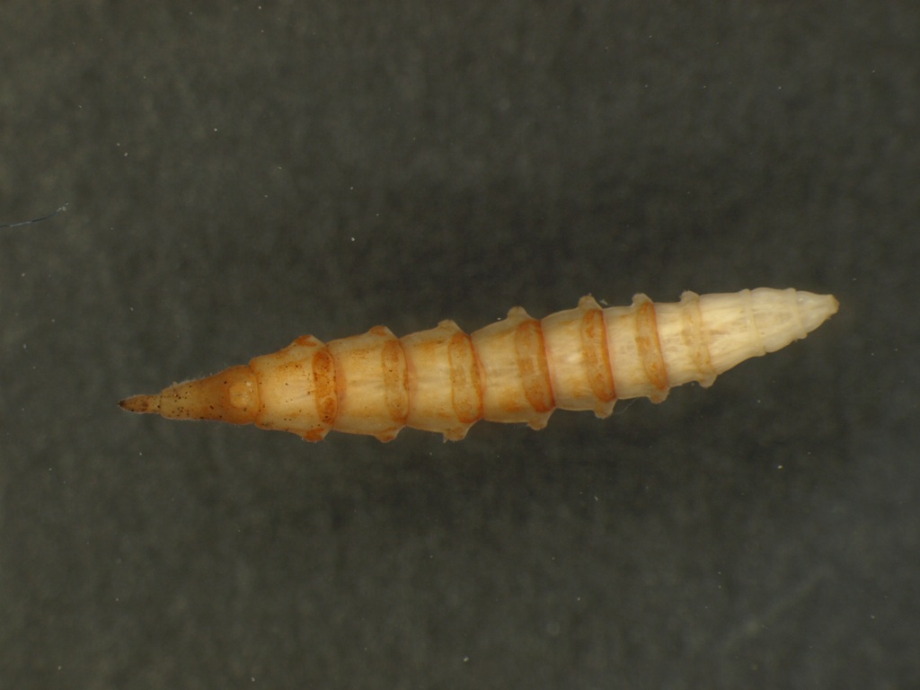 Tabanidae