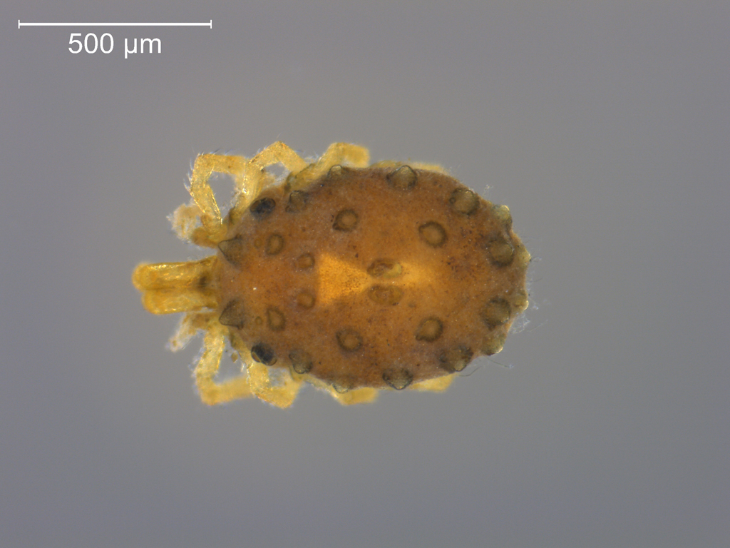 Hydrachnidia