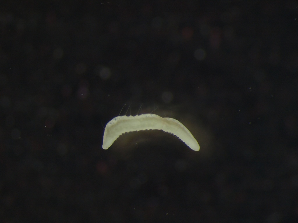Naididae